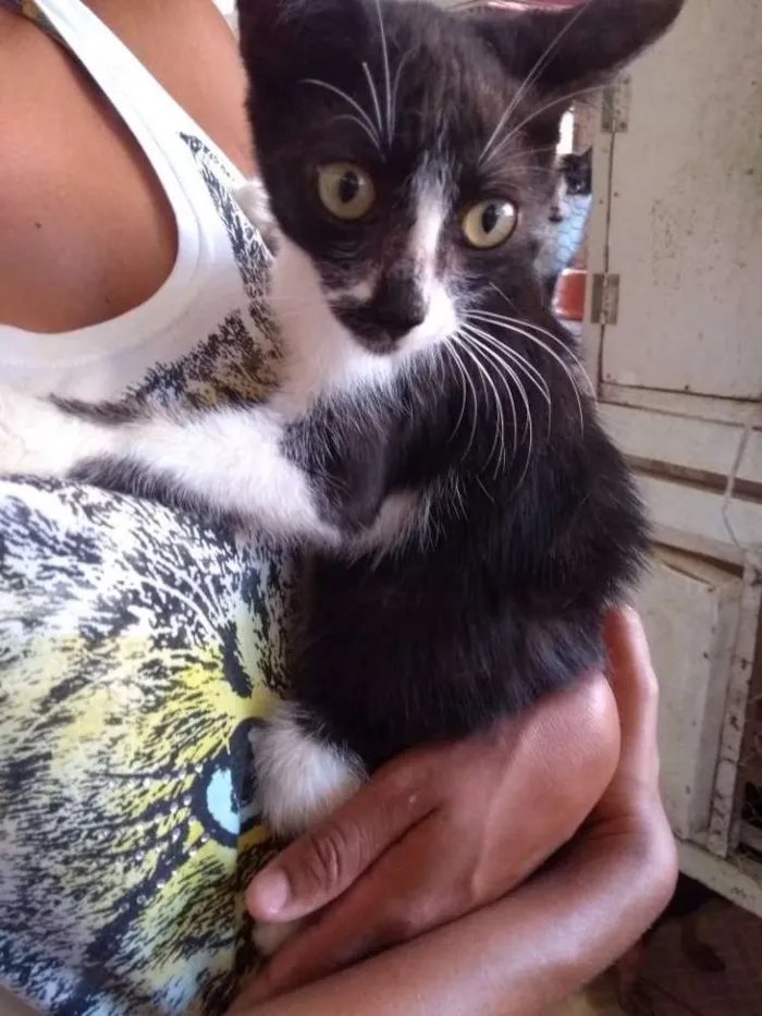 Gato raça Sem raça idade Abaixo de 2 meses nome Malu