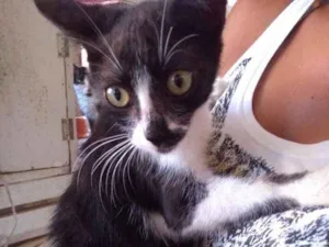 Gato raça Sem raça idade Abaixo de 2 meses nome Malu