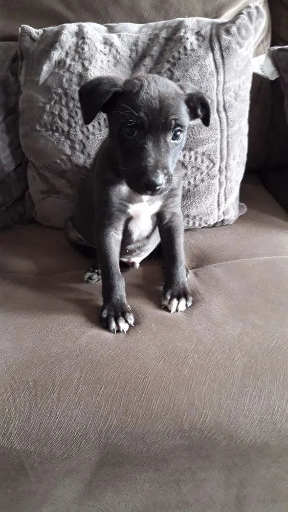 Cachorro ra a Viralata idade Abaixo de 2 meses nome Jacob