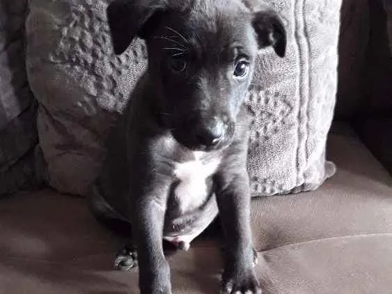 Cachorro ra a Viralata idade Abaixo de 2 meses nome Jacob
