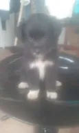 Mister Pickles