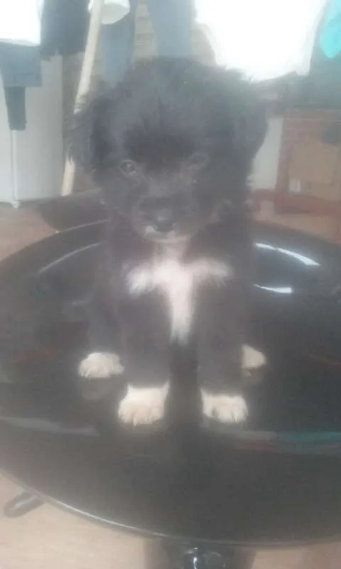 Cachorro ra a Vira Lata idade 2 a 6 meses nome Mister Pickles