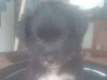 Cachorro ra a Vira Lata idade 2 a 6 meses nome Mister Pickles