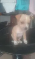 Mister Pickles