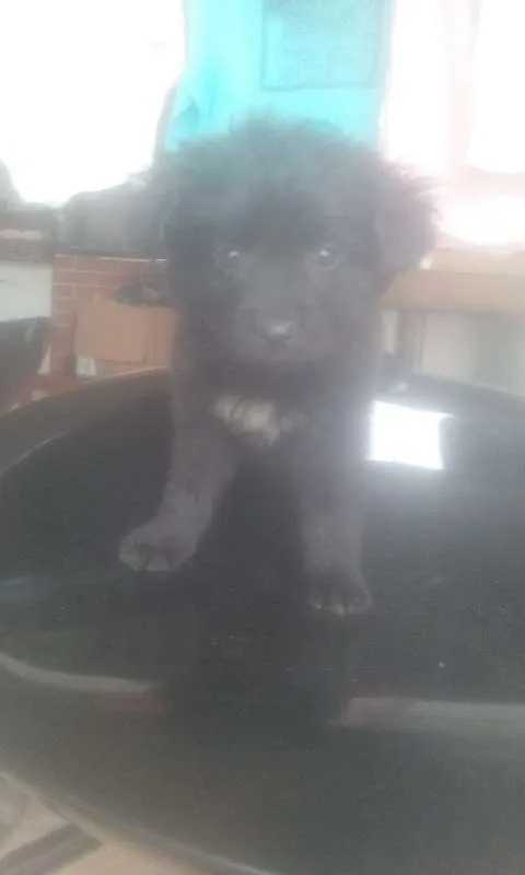 Cachorro ra a Vira Lata idade Abaixo de 2 meses nome Coragem