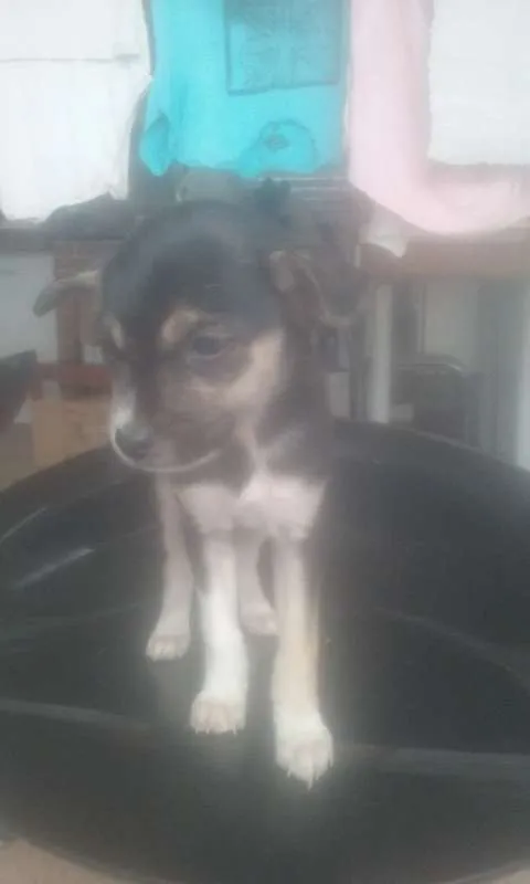 Cachorro ra a Vira Lata idade 2 a 6 meses nome Briene