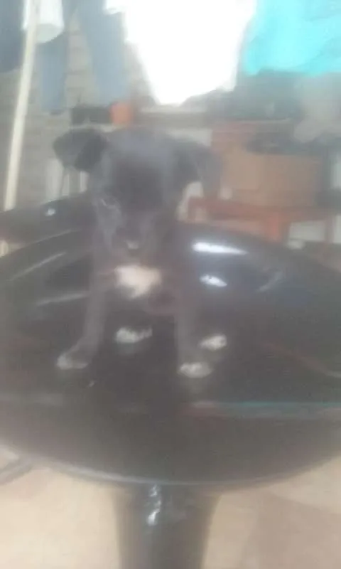 Cachorro ra a Vira Lata idade 2 a 6 meses nome Lunna
