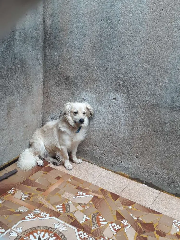 Cachorro ra a Não sei idade 1 ano nome Botola