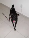 Negão
