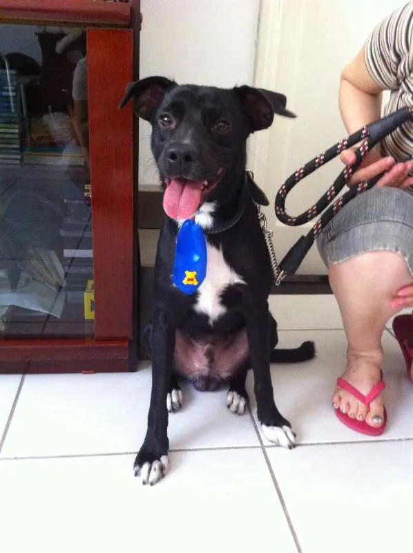 Cachorro ra a Vira Lata idade 4 anos nome Negão
