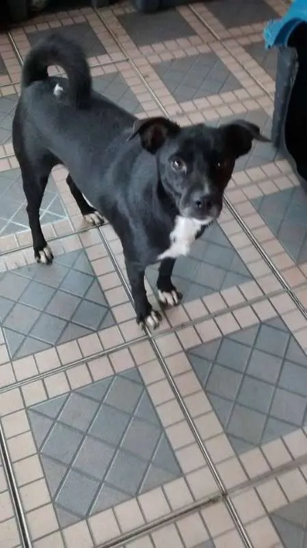 Cachorro ra a Vira Lata idade 4 anos nome Negão