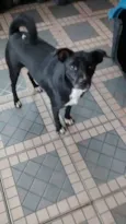 Negão