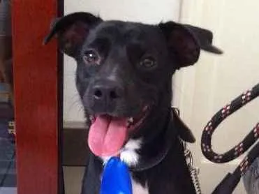 Cachorro ra a Vira Lata idade 4 anos nome Negão