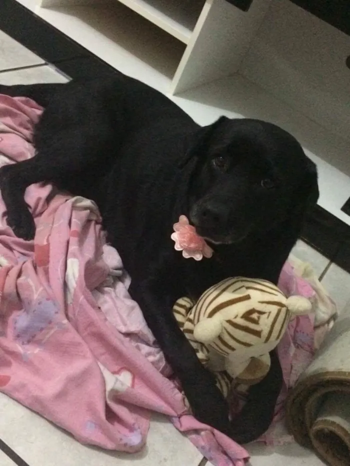 Cachorro ra a Labrador idade 6 ou mais anos nome Sunny