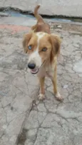 Estrela