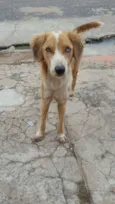 Estrela