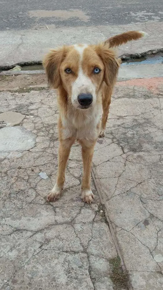 Cachorro raça Vira lata idade 2 anos nome Estrela