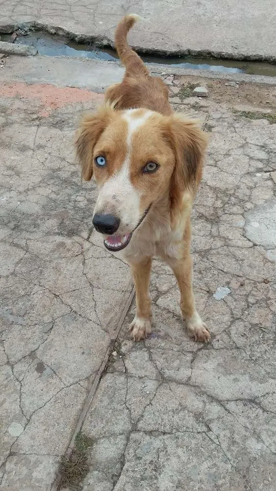 Cachorro raça Vira lata idade 2 anos nome Estrela