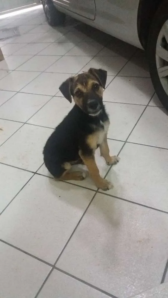 Cachorro ra a RND idade 2 a 6 meses nome Sem nome