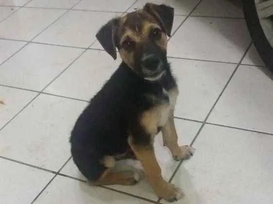 Cachorro ra a RND idade 2 a 6 meses nome Sem nome