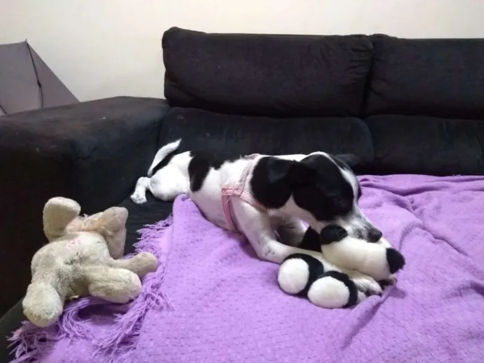 Cachorro ra a Fox idade 1 ano nome Maggie