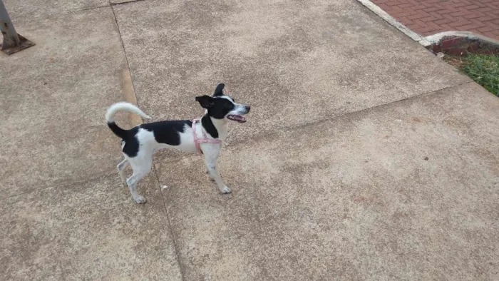 Cachorro ra a Fox idade 1 ano nome Maggie