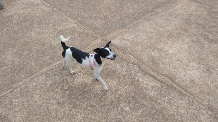 Cachorro ra a Fox idade 1 ano nome Maggie
