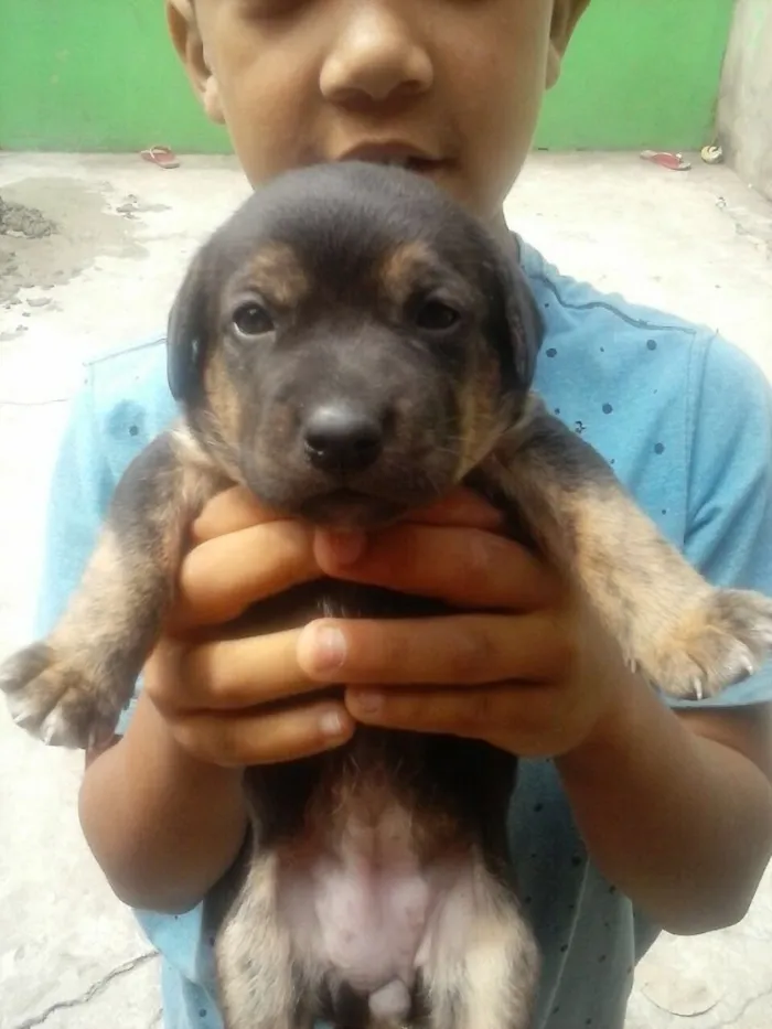 Cachorro ra a SRD  idade Abaixo de 2 meses nome Filhotes 