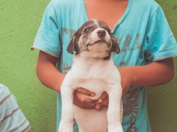 Cachorro ra a SRD  idade Abaixo de 2 meses nome Filhotes 