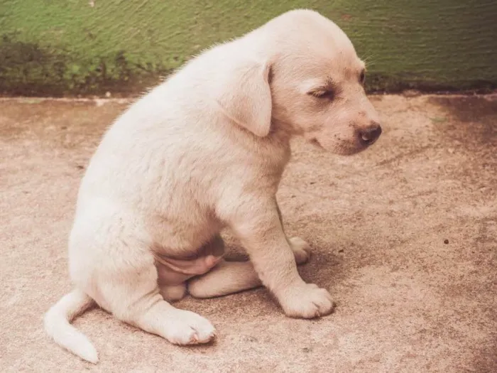 Cachorro ra a SRD  idade Abaixo de 2 meses nome Filhotes 