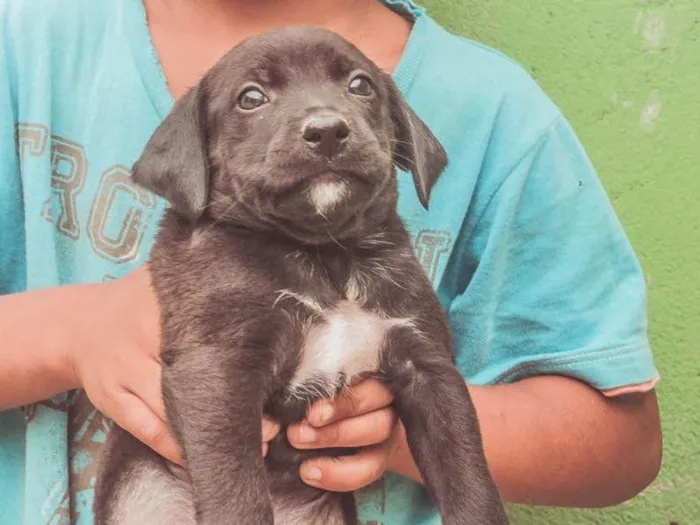 Cachorro ra a SRD  idade Abaixo de 2 meses nome Filhotes 