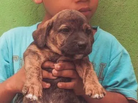 Cachorro ra a SRD  idade Abaixo de 2 meses nome Filhotes 