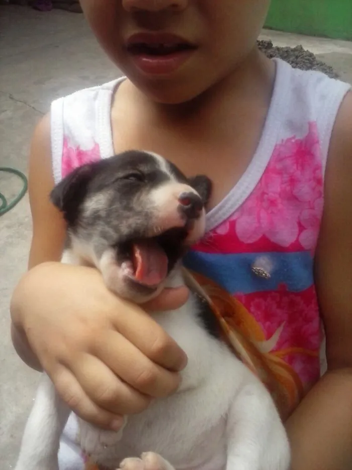 Cachorro ra a SRD  idade Abaixo de 2 meses nome Filhotes 