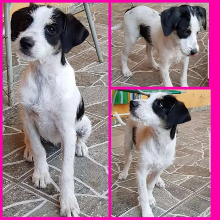 Cachorro ra a Vira lata idade 2 a 6 meses nome Mel