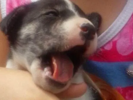 Cachorro ra a SRD  idade Abaixo de 2 meses nome Filhotes 