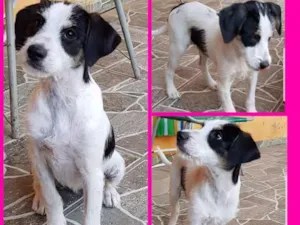 Cachorro raça Vira lata idade 2 a 6 meses nome Mel