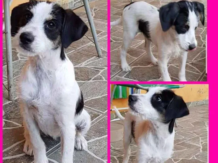 Cachorro ra a Vira lata idade 2 a 6 meses nome Mel
