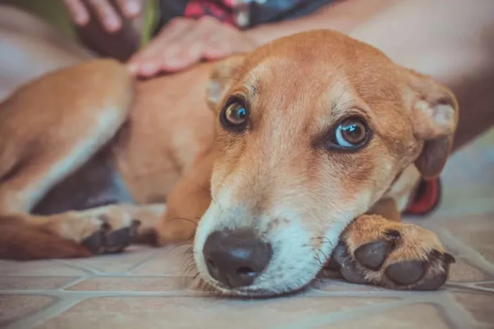 Cachorro ra a SRD  idade 2 a 6 meses nome Filhotes