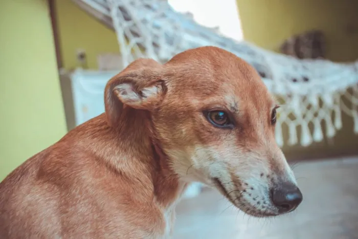 Cachorro ra a SRD  idade 2 a 6 meses nome Filhotes