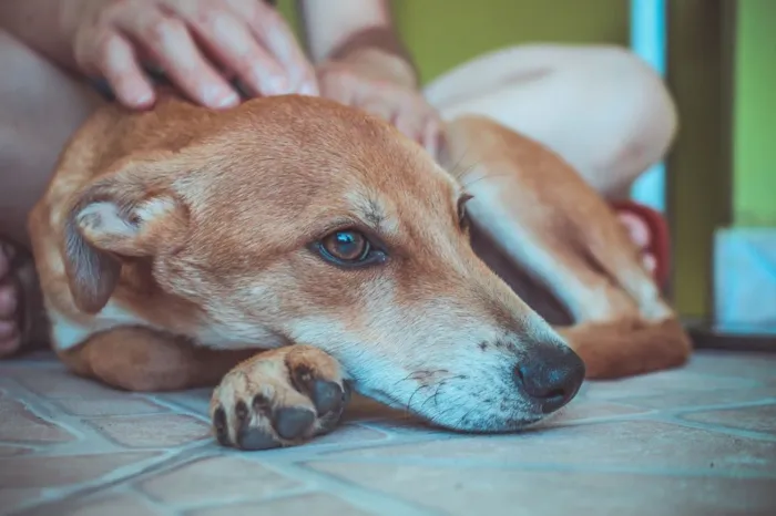 Cachorro ra a SRD  idade 2 a 6 meses nome Filhotes