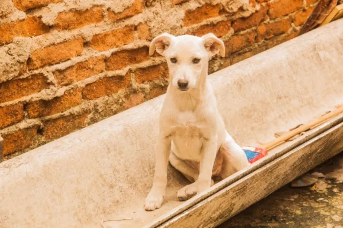 Cachorro ra a SRD  idade 2 a 6 meses nome Filhotes