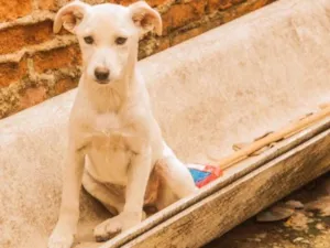 Cachorro raça SRD  idade 2 a 6 meses nome Filhotes