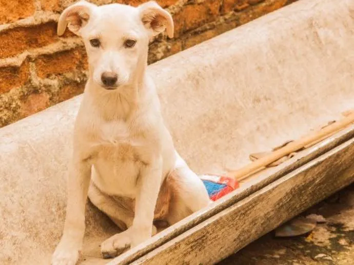 Cachorro ra a SRD  idade 2 a 6 meses nome Filhotes