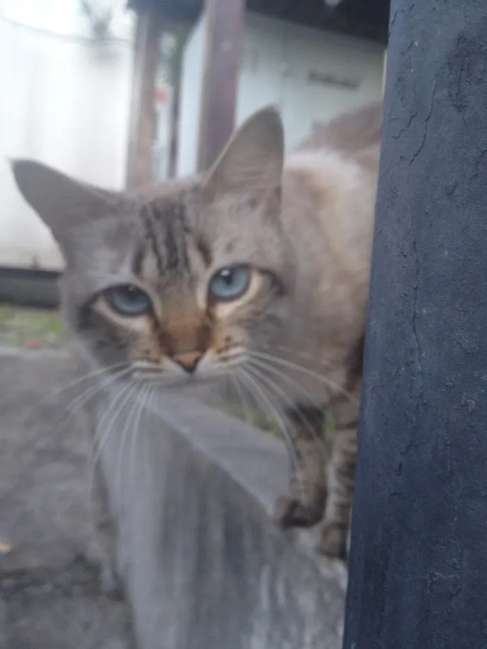 Gato ra a SRD  idade 7 a 11 meses nome Hugo 