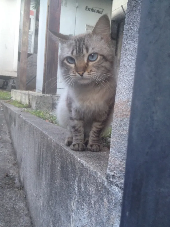 Gato ra a SRD  idade 7 a 11 meses nome Hugo 