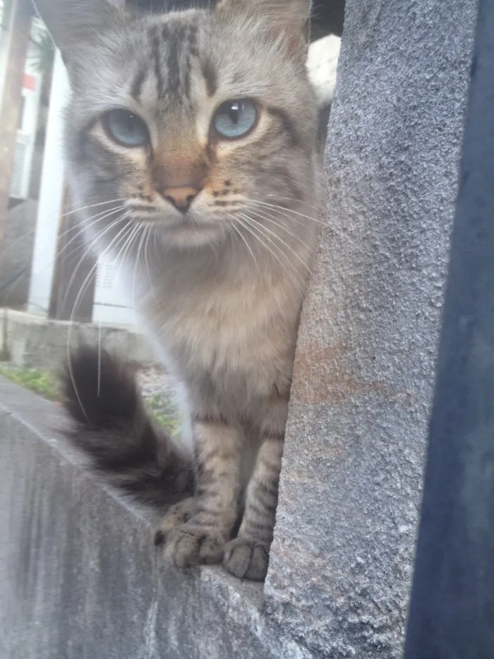 Gato ra a SRD  idade 7 a 11 meses nome Hugo 