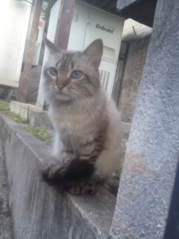 Gato ra a SRD  idade 7 a 11 meses nome Hugo 