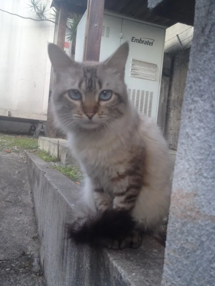 Gato ra a SRD  idade 7 a 11 meses nome Hugo 