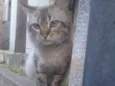 Hugo 