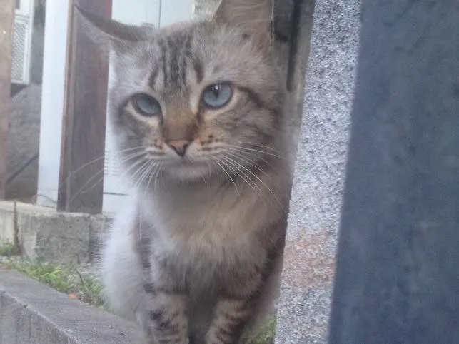 Gato ra a SRD  idade 7 a 11 meses nome Hugo 